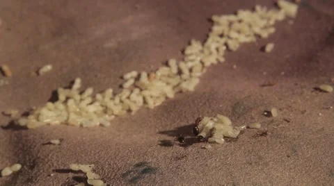 Ants and grubs Stock-Footage 51557361