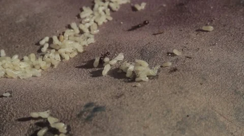 Ants and grubs Stock-Footage 51557363