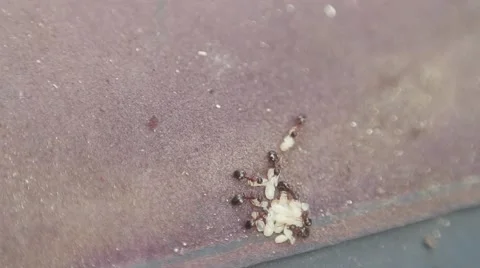 Ants and grubs Stock-Footage 51557392