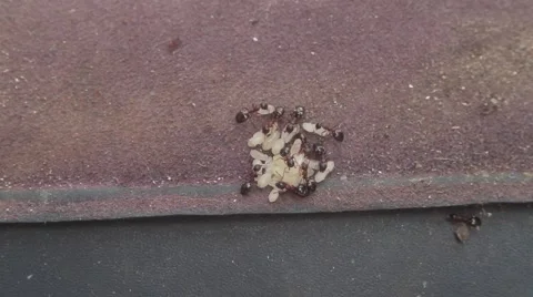 Ants and grubs Stock-Footage 51557427