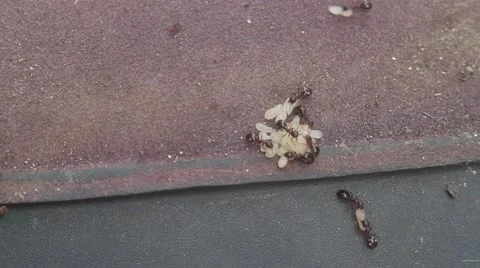 Ants and grubs Stock-Footage 51557428