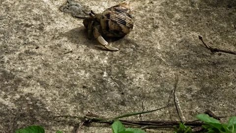 Ants and a hermit crab Stock Footage 305188903