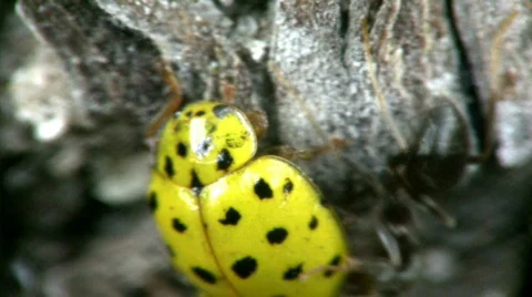 Ants and ladybird. close-up. Stock Footage