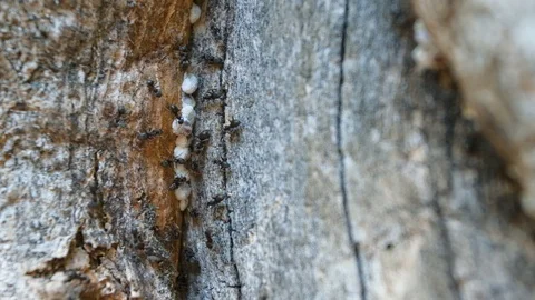 Ants and larvae Stock Footage 111406449