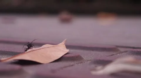 Ants and leaves Video stock 42682324