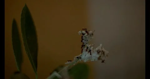 Ants and Mealybug Powder Stock Footage 292719085