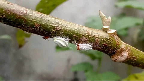 Ants and mealybugs Video stock 288218442