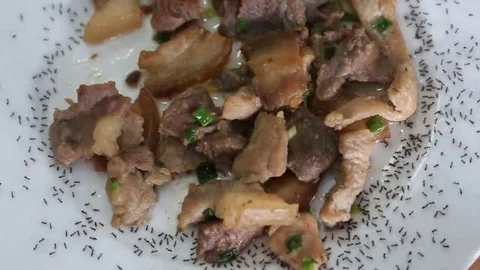 Ants and meat dishes Stock Footage 69185374