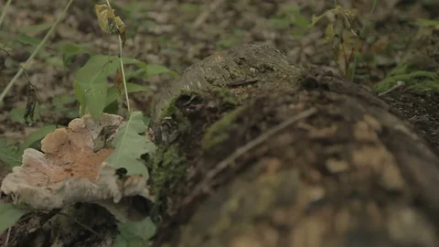 Ants and Parasitic Fungus on Fallen Tree Trunk in Swamp at Sunset Stock Footage