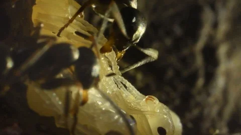 Ants and pupae in an artificial anthill, extreme close-up, underground Stock Footage 98026791