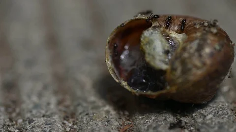 Ants and Snail Stock Footage 122355785