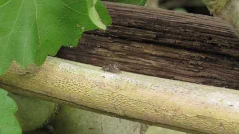 Ants and Spider Crawling on Tree - Animated Nature Clip Stock Footage 307875328