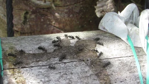 Ants and Spider Crawling on Tree - Animated Nature Clip Stock Footage 307875329