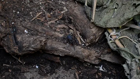 Ants and spider Stock Footage 99116679