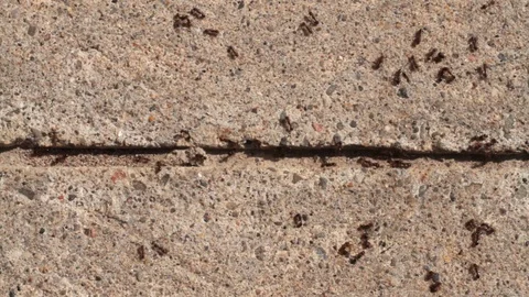 Ants and sugar cube Video stock 105602903