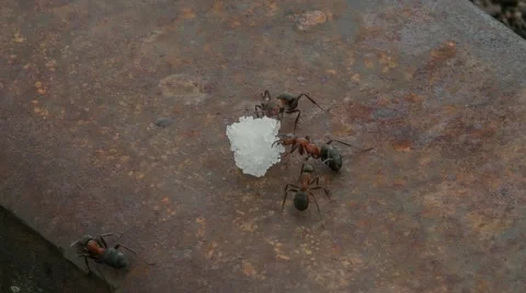 Ants and sugar Stock Footage 52315324