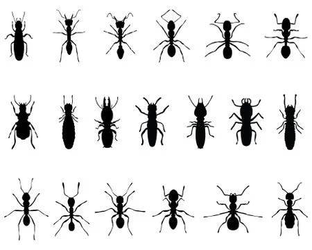 Ants and termites Stock Illustration
