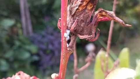 Ants and Their Egg Stock Footage 276811020