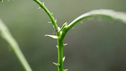 Ants and Tiny Flying Insects Moving on Young Acacia Pennata Shoot Stock Footage 339533228