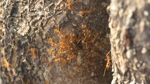 Ants and tree Stock Footage 10809731