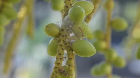 Ants and tree Stock Footage 10809885