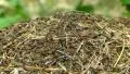 Ants and two bigger, black ant queen on anthill.(Formica rufa). HD Footage