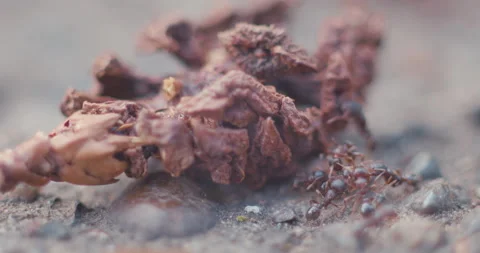Ants and Walnut Stock Footage 130763098