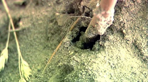 Ants and wasp Stock Footage 10594166