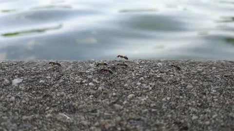 Ants and water Video stock 165353283
