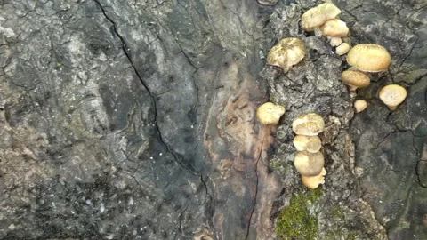 Ants and winged alates in tree hollow tilting Video stock 330672772