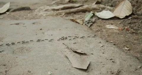 Ants at Angkor Wat Stockbeeldmateriaal 99807754