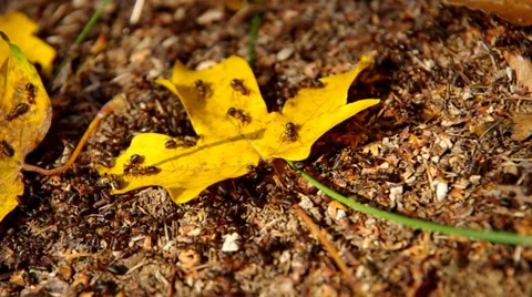 Ants on an ant hill Stock Footage 32324794