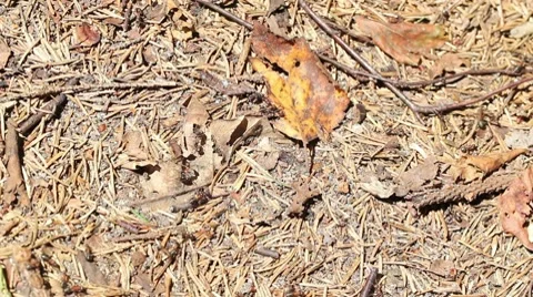 Ants in an ant hill run. closeup Video stock 8557219