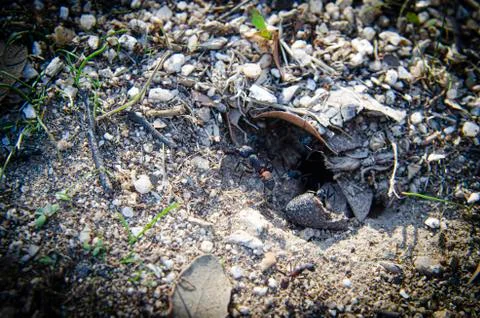 Ants in the anthill 1 Stock Photos