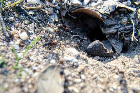 Ants in the anthill 2 Stock Photos