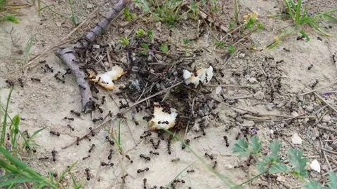 Ants at the anthill, 4K video Stock Footage 153096107