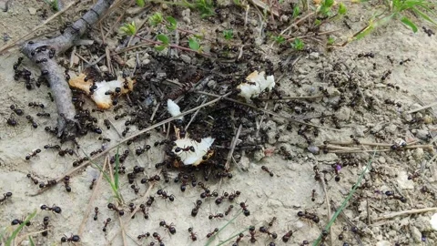 Ants at the anthill, 4K video Stock Footage 153097517