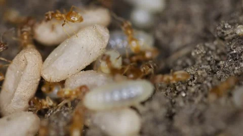 Ants, anthill and eggs Stock Footage 243307393