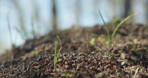 Ants on anthill C4k 25p Stock Footage 135448020