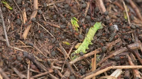 Ants on an anthill carrying dead caterpillar Stock Footage 339079012