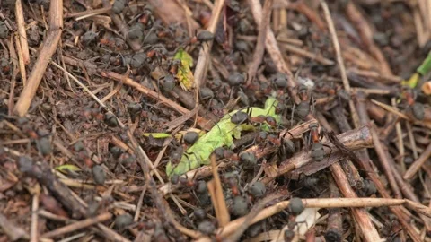 Ants on an anthill carrying dead caterpillar Vídeos de archivo 340334954
