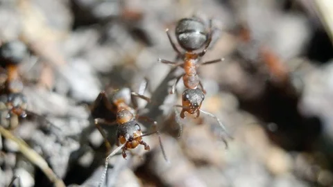 Ants on an anthill, close-up. Stock Footage 124762758