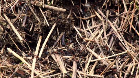 Ants on Anthill Close-Up Stock Footage 128987298