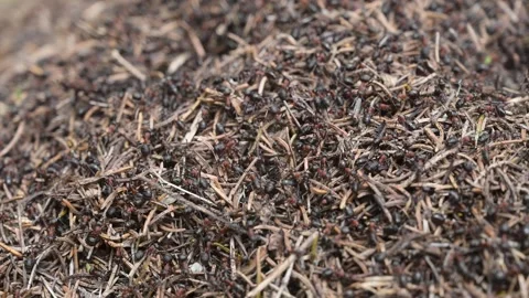 Ants on anthill, close up. A lot of ants working in anthill. Stock-Footage 335025759