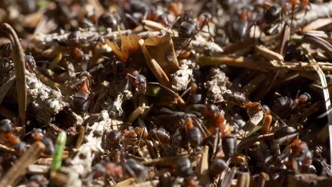 Ants at the anthill. Close up macro shot Video stock 77113099
