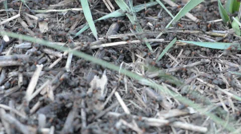 Ants on an anthill closeup, fast moving Stockbeeldmateriaal 22923055