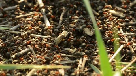 Ants on an anthill closeup on a sunset Vídeos de archivo 22923053