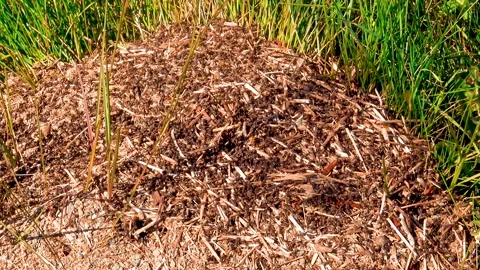Ants at anthill in daily activities. Видео 167566864