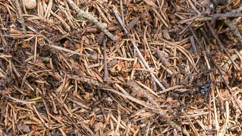 Ants in the anthill dragging prey. Stock Footage 112793757