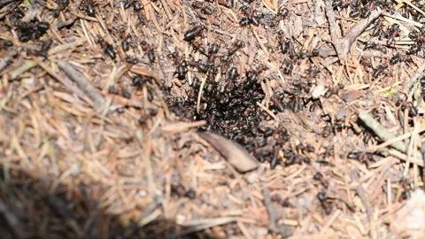 Ants on anthill at entry hole Stock Footage 132797873